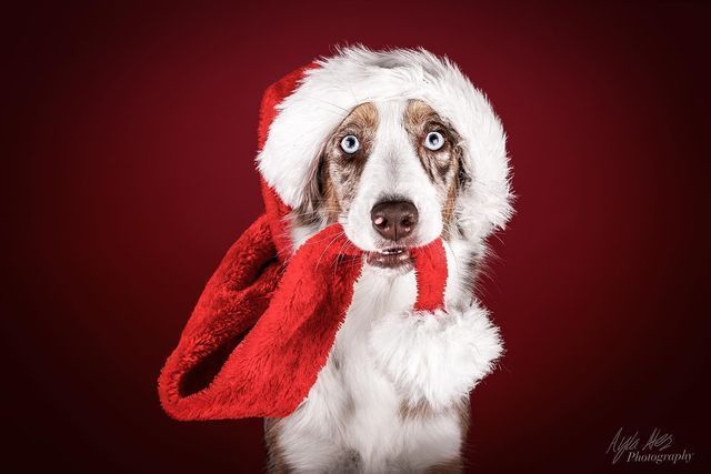 adorebynat's tweet image. The handmade Christmas joy continues! 🎁✨
See Week 10 of Make It Artisan Favorites for festive gifts made with love and creativity.
👉 shadowdogdesigns.com/blog/make-it-a…

via @ShadowDogDesign #bmecountdown #HandmadeCommunity #ChristmasCountdown