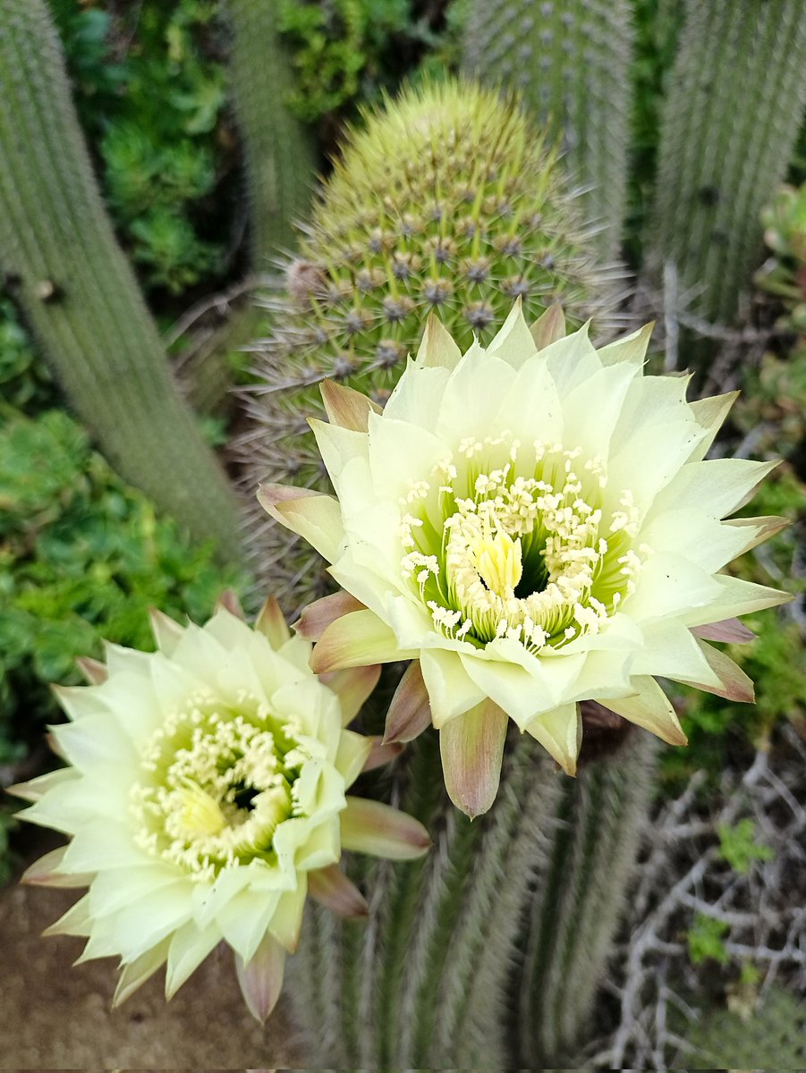 marielalib's tweet image. A lo largo de Chile podemos encontrar una de las mayores diversidades del mundo en especies de #cactus