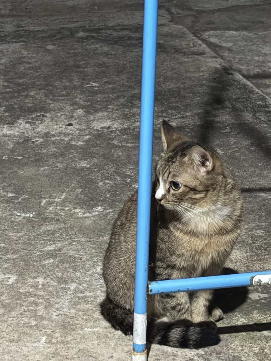 fon1g's tweet photo. แมวจรชอบมานั่งมองพอหันไปมองก็แอบอยู่หลังเสา ตัวเร่กมากมองไม่เห็นเลยย🫣โดนจับได้ก็ไม่แอบแล้วมานั่งจ้องหน้าแทน🐱🤏🏻 https://t.co/Gu7VVD6wGe