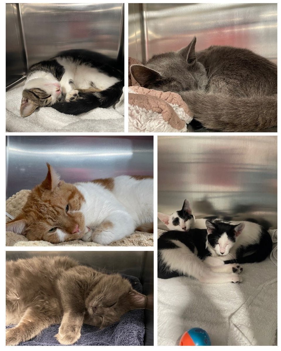 SNAPspayneuter's tweet image. 😴💤 Sleeping beauties in recovery! 💙🐾

These kitties are resting comfortably after their spay/neuter surgeries — and oh my whiskers, they couldn’t be any cuter!

Thank you to our staff, volunteers, and supporters for making days like this possible!

#SNAPSanDiego