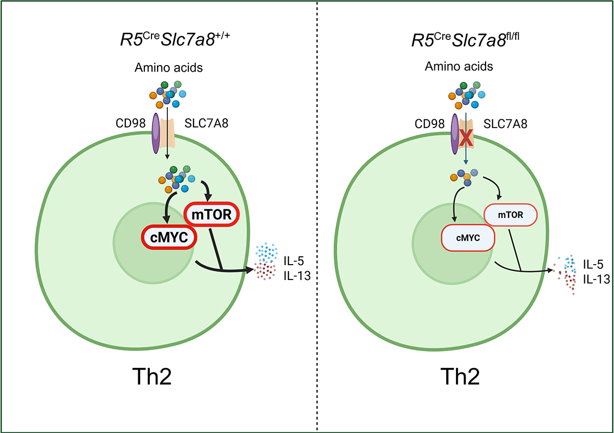 .<a href="/santosh73936311/">santosh panda</a> et al. <a href="/TheColonnaLab/">The Colonna Lab</a> <a href="/washu_pathology/">WashU Medicine Pathology & Immunology</a> identify SLC7A8 as a Th2-specific amino acid transporter essential for Th2 proliferation, cytokine production, and type 2 immunity. hubs.la/Q03Vr4c90

<a href="/Dohyun_Kim_PhD/">Do-Hyun Kim</a> <a href="/PatFernRod/">Patrick Rodrigues</a> <a href="/RakiSudan/">Raki Sudan</a>