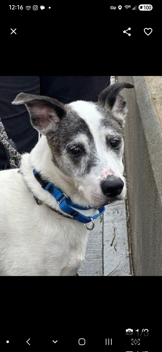 💞Remy💞
▪️#NewDogOnTheBlock
 #NYCACC #241681 14y
#Adoptme #RescueMe

Precious sweetie's 💔, lost home had 4 14 yrs!
Darling, loyal, social gentleman!
Was loved  for many yrs, deserves that again + fast!
The gift of a #SeniorDog is simply priceless.
1 u have 2 experience, 2