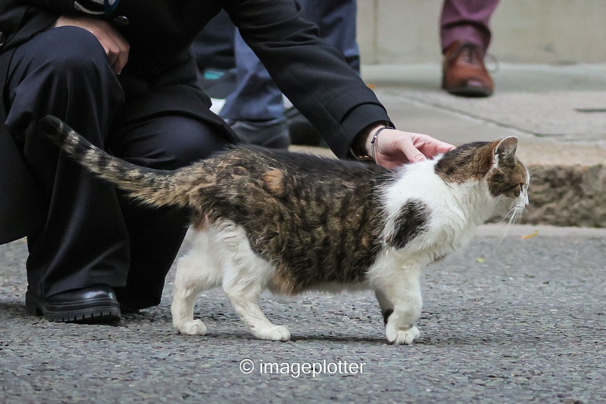 imageplotter's tweet photo. Briefly went into Downing Street - freezing. But I managed to say hello to the Larrmaster and got to witness the 4 stages of a @Number10cat under cover mission: 1. Play it cool. 2. No cuddles now - I'm too busy. 3. Approach. 4. Squeeze 'n slide.  And that is how it's done!😉 https://t.co/qo2jIiGJSo