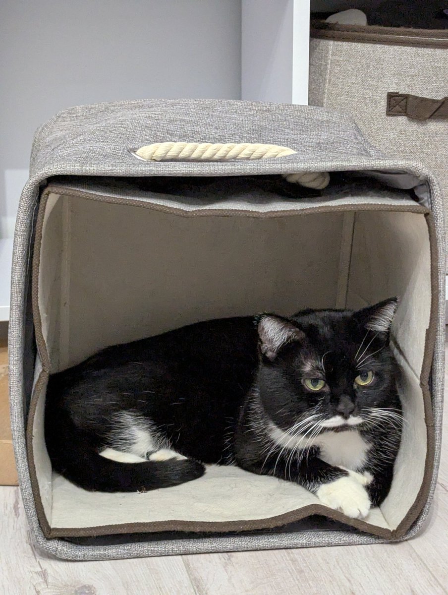 Пан кіт вийняв короб для речей, перевернув його і тепер думає, що він персонаж кліпу "Вище неба" Океану Ельзи