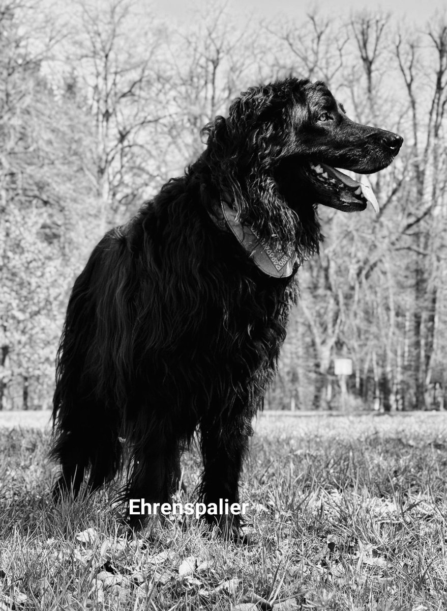R.i.P. lieber Balou, vereint mit Deinen Menschen. 🖤💔🌈😢
#Twitterrudel
#EhrenspalierfürBalou
