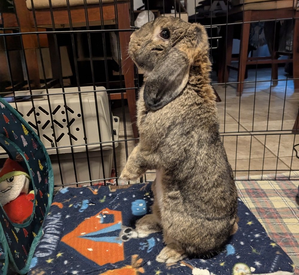 RabbitNetwork's tweet image. Happy Friday from Gandalf, our #adoptable #bunny! 🐰He&apos;s an older, wiser, and wonderfully opinionated lop bun looking for a loving family. Gandalf thrives in a home where he has the freedom to hop, explore, and lounge. Learn more: wagtopia.com/search/pet?id=…