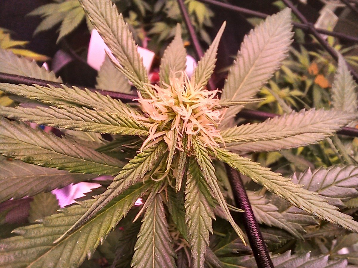 CarloTheace's tweet image. Strawberry Gorilla by @noveltygiftseed