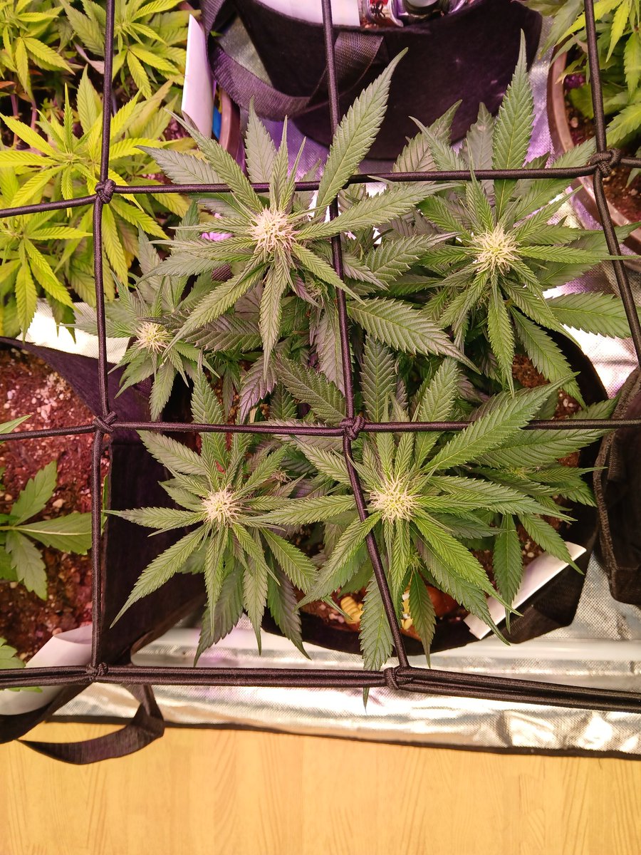 CarloTheace's tweet image. Strawberry Gorilla by @noveltygiftseed