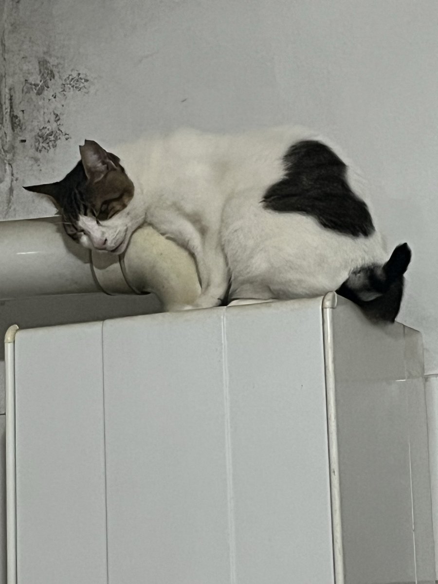 ErdoganAyata's tweet photo. Kedim Karya doğal gaz zamlarına karşı kendi çözümünü bulmuş:
Sıcak su açınca ısınan kombi baca borusuna sarılıp yatıyor. 😹🔥
“Fatura geliyorsa ben de boruya abone olurum” modunda…

#Karya #KombiKedisi #DoğalgazZamları #KediEkonomisi https://t.co/UWo4n1yokq