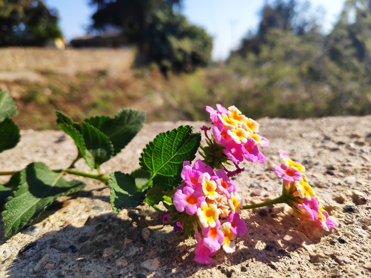 Ağaç minesi dediğimiz Lantana camara, tropik bölgelerden dünyaya yayılmış, renkleriyle insanın içini açan çalı formunda bir bitki. Hani bazı çiçekler vardır, tek bir renkte açar; bu öyle değil. Ağaç minesinin en güzel yanı, çiçeklerinin gün içinde bile renk değiştirebilmesi.