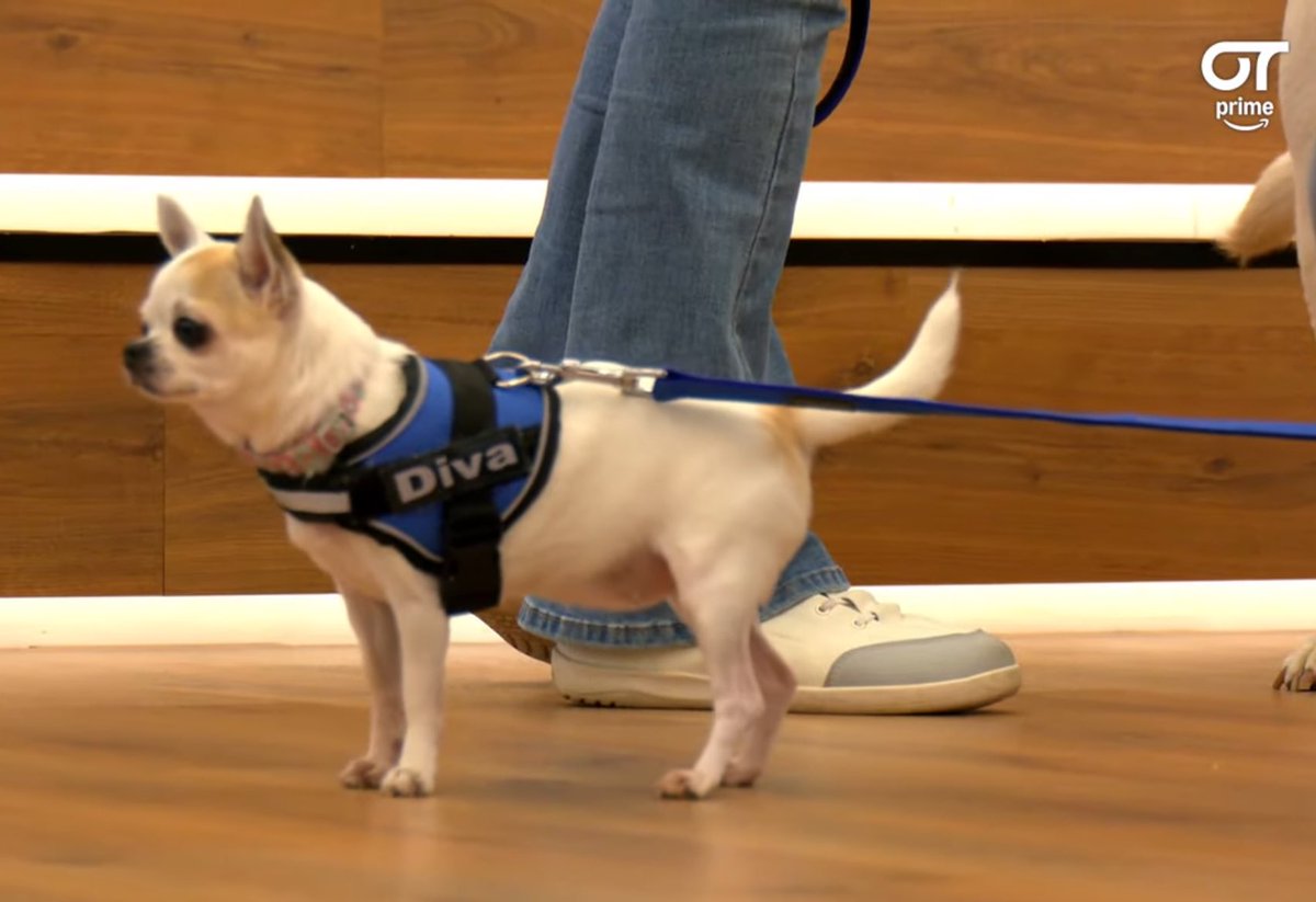 pero cómo vas a ser así de mona y encima llamarte Diva? POR FAVOR 😭😭😭#OTDirecto21N