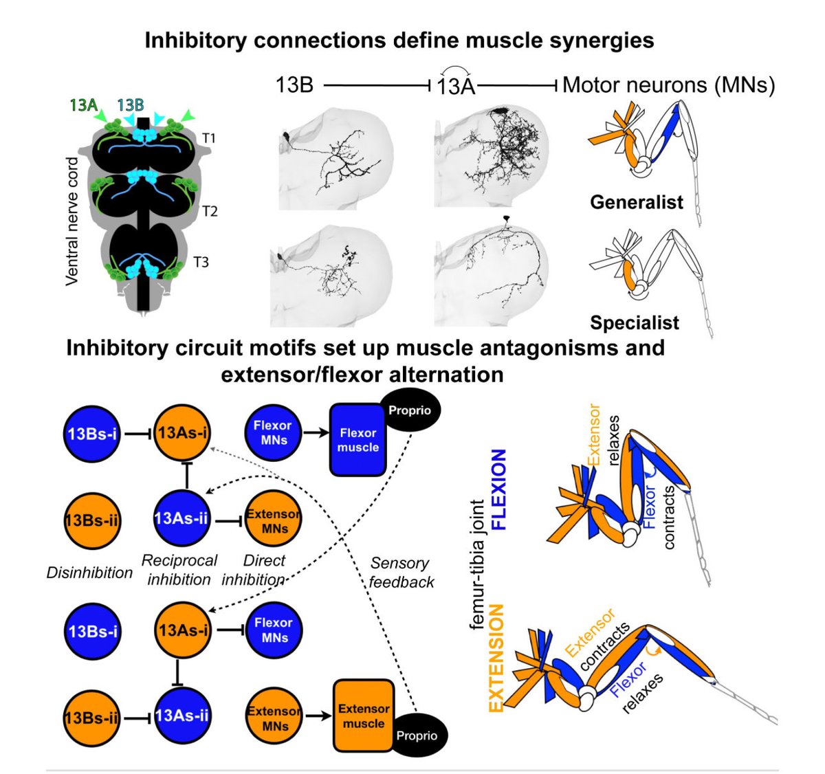 Durafshan_Syed's tweet image. Syed Durafshan Sakeena, Ravbar Primoz, Simpson Julie H (2025) Inhibitory circuits control leg movements during Drosophila grooming eLife 14:RP106446

Silencing → rhythm collapses; activation → rhythm emerges! #motorControl #rhythm #neuroscience

doi.org/10.7554/eLife.…