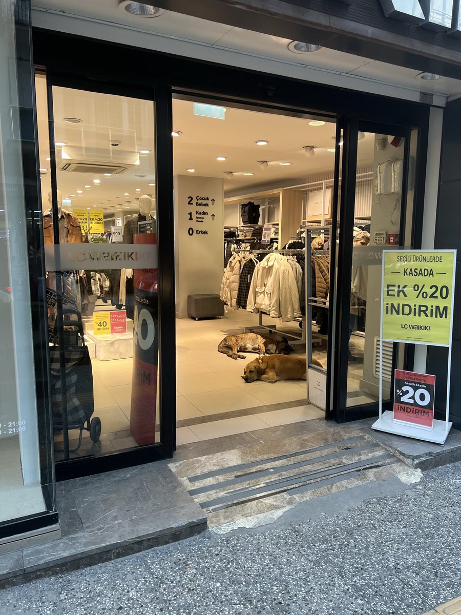 Bir giyim mağazasında başıboş köpekler görüntülendi.

Başıboş köpekler temas ile bit, pire dahil bir çok paraziti bulaştırıyor.