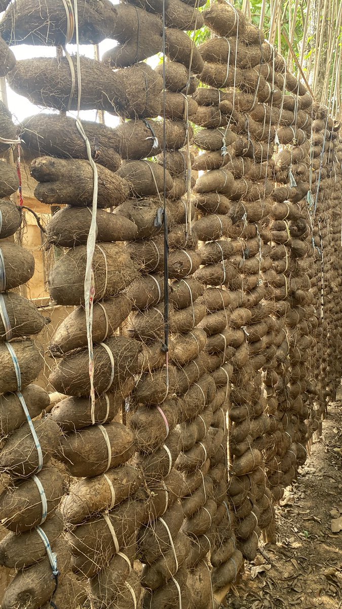 Jamessucre2's tweet image. TRUE LOVE STILL EXISTS, THE STORY OF A YOUNG UNN GRADUATE FARMER

“CHUKS ex and the girl he wanted to marry told him to choose between a 25k job and the relationship, or go back to the village and farm and forget the friendship. Chuks loves farming and that’s what he wanted to do