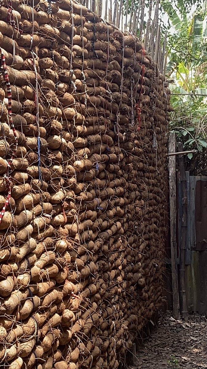 Jamessucre2's tweet image. TRUE LOVE STILL EXISTS, THE STORY OF A YOUNG UNN GRADUATE FARMER

“CHUKS ex and the girl he wanted to marry told him to choose between a 25k job and the relationship, or go back to the village and farm and forget the friendship. Chuks loves farming and that’s what he wanted to do