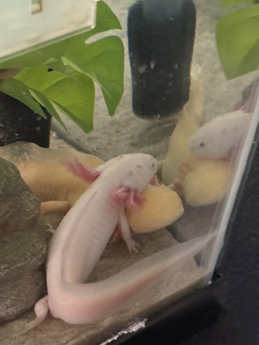 Two best friends that anyone can have.