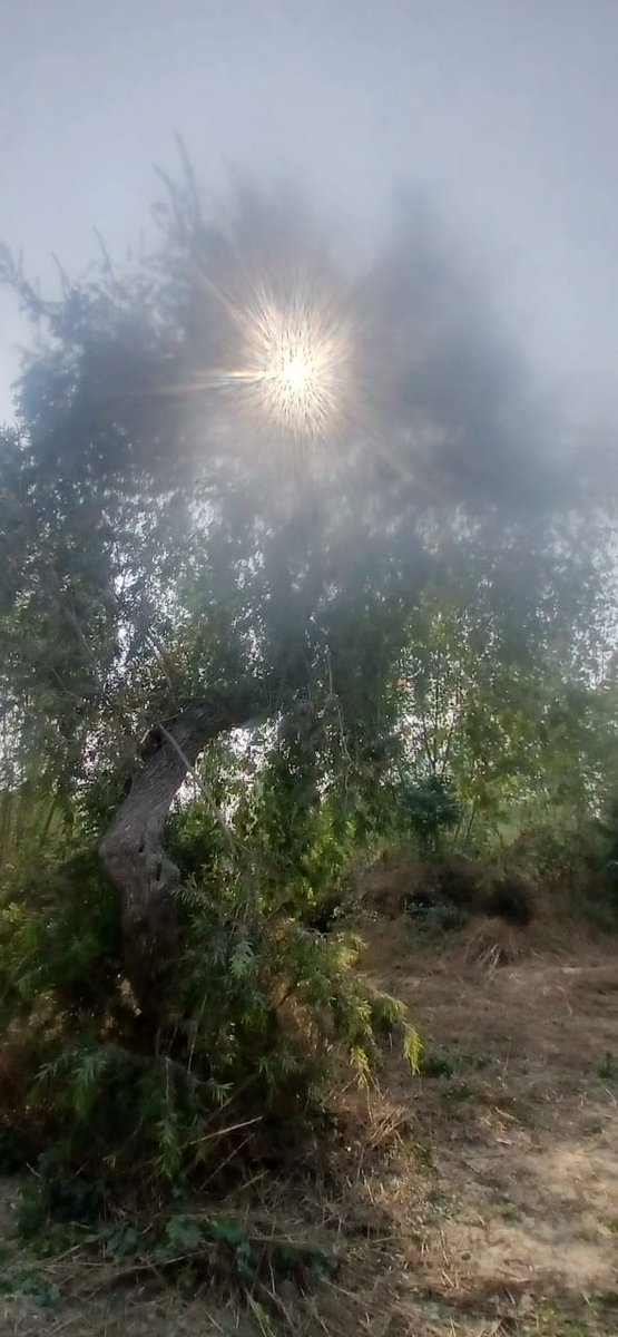 Truthvibeswrite's tweet image. There&apos;s no #specific color
I love thine hue
Tinted with you
Life&apos;s paused rainbow
Shaded curves shadow
In the lime tree bower
We watch
the birds around
Hark
Don&apos;t make a sound
Squirrels come and go
Let the world wait for a while 
Ah love lets go

#vss365
#FoxProse
#fairytalepoets