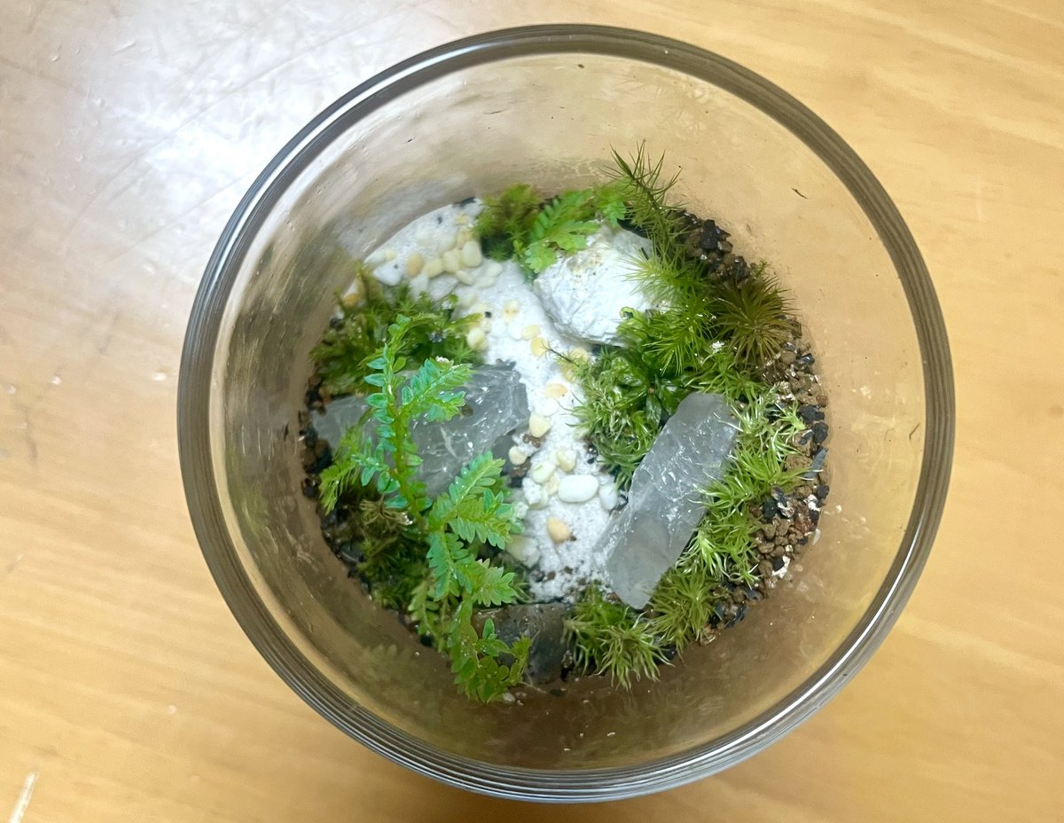そういえば、この前セラギネラを使ってみた🌱

道を作った事が無かったから作ってみた
セラギネラの青さに合わせて、水晶と白い道にしたけど
石は赤系の方がセラギネラの青が引き立つかもしれないなあ

道、むずかった

#苔テラリウム
#苔
