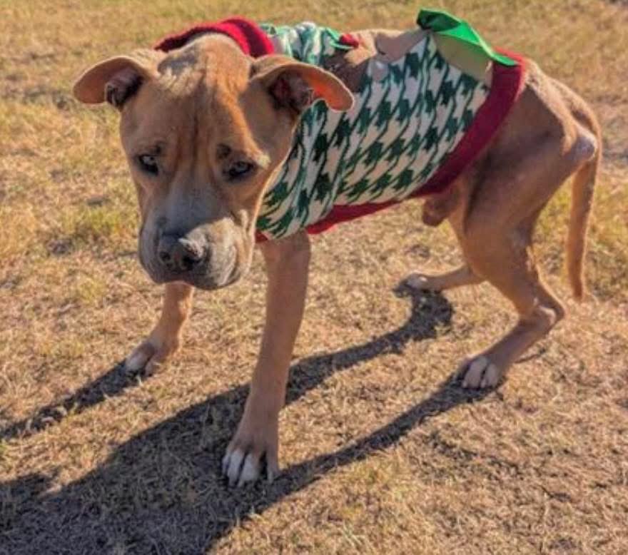 LisaBrabson's tweet image. HORTON #A384736 6YO 
HORTON in his little,tattered sweater,all he has in this🌎 
Precious boy so starved he can barely stand,but he is trying to b brave,he doesn&apos;t want to DIE
He needs a loving 🏡 where he is taken care of!
PLZ #ADOPT #FOSTER OR #PLEDGE FOR RESCUE #CORPUSCHRISTI