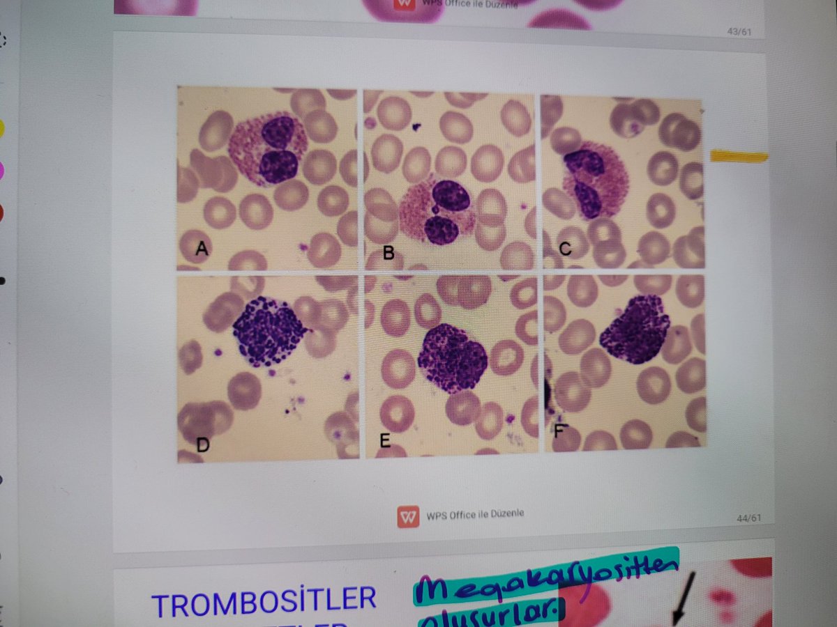 su kan hucrelerini hem histo hem fizyo hem de biyokimyada anlatmak yerine tek bi seferde anlatsaniz da bizi yormasaniz ne guzel olurdu ey hocalarim