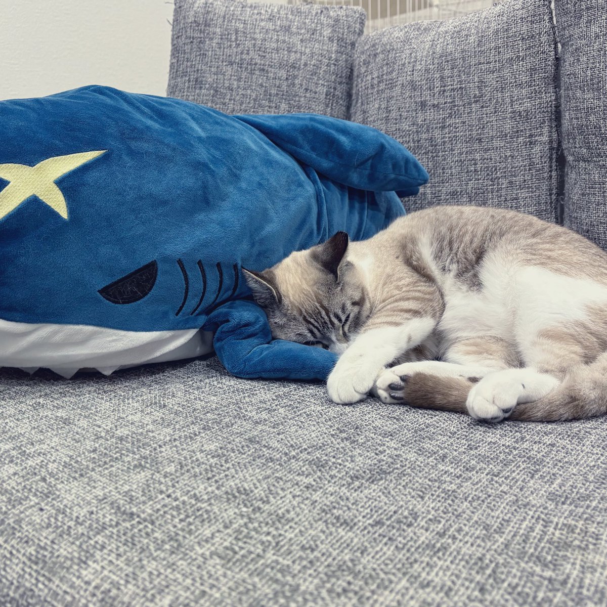 Honda0716's tweet photo. うちの可愛い赤ちゃん🐈 https://t.co/IkVNEkXZlT
