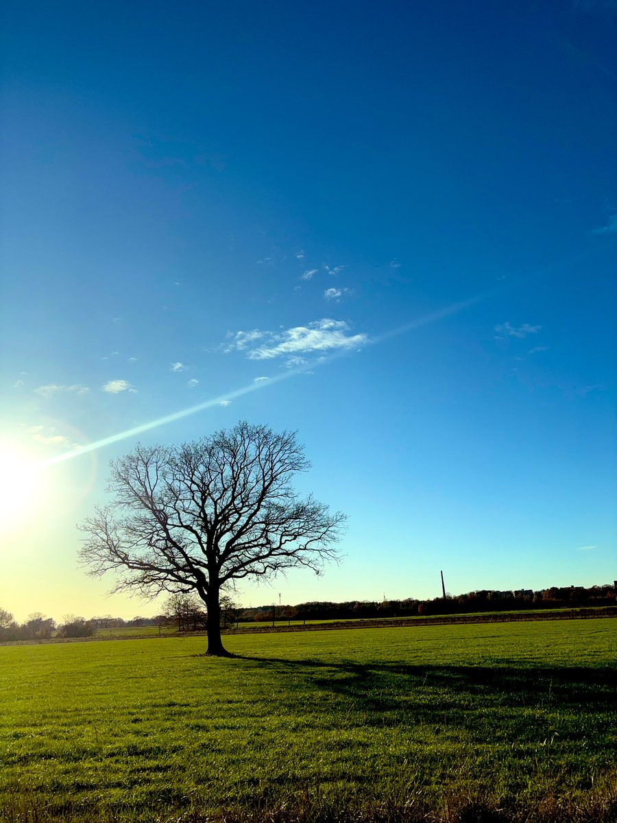 Liebe Grüße vom Kumpel des Lieblingsbaumes auf der anderen Straßenseite. Er genießt die Sonnenstrahlen in eisiger Kälte.