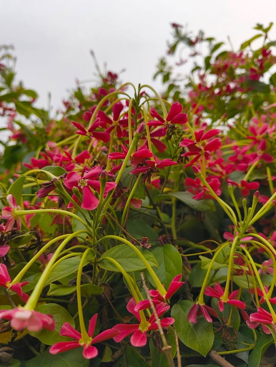 dsultangrp's tweet image. It’s #FreeFriday  
Feel free to share any photo you like！