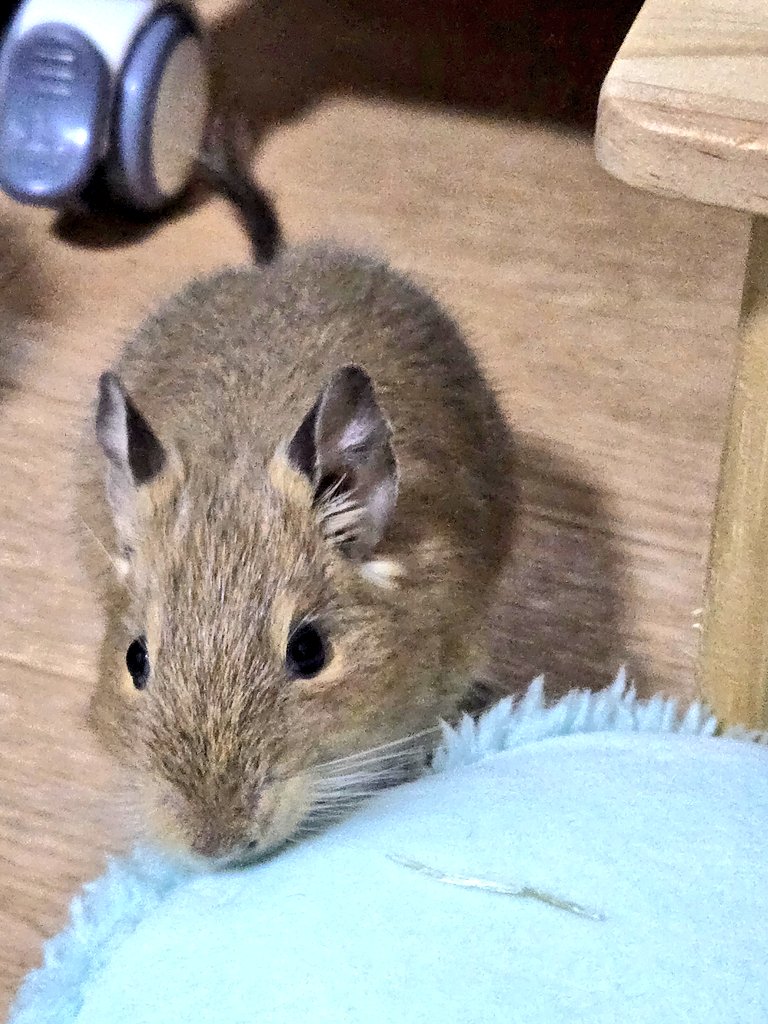 たんぽぽの葉がとても好き
一日どれ位あげて良いんだろう

🐹むずかしーでちね