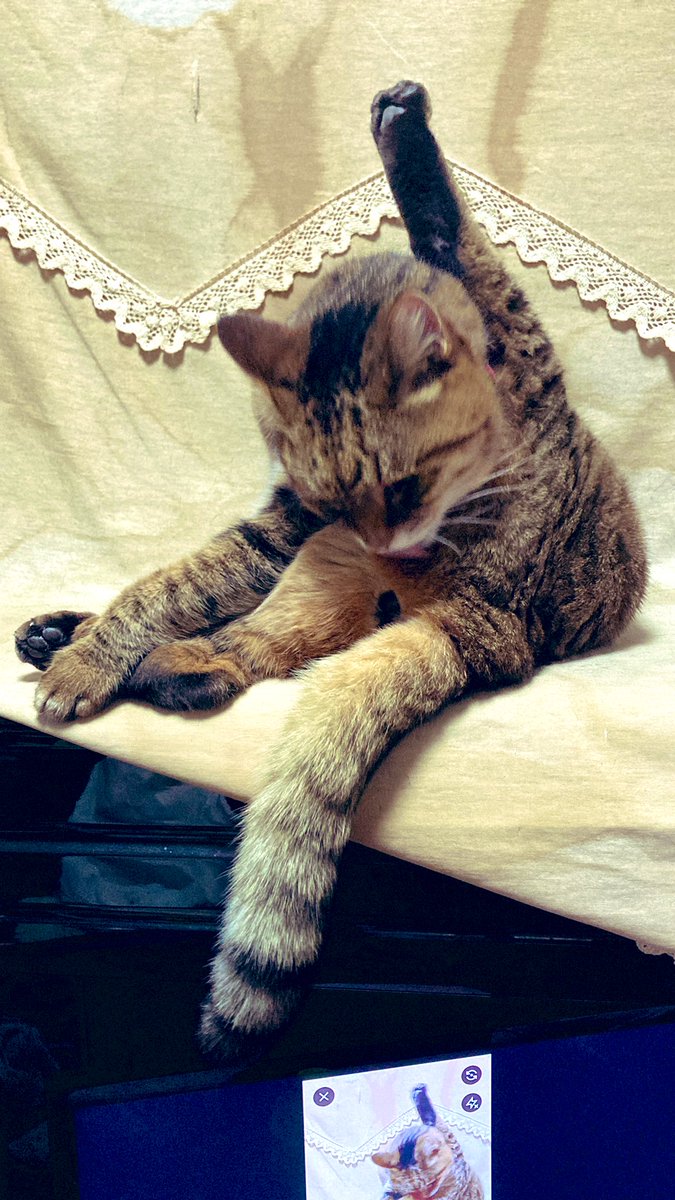 kaz6thlife's tweet image. 【#Soliloquy about #TVProgram Friday night＆ my #life】
📺✨♥️

平日は混迷しているTV各局だが、
#三連休前 は、気合入っているので、録画録画で対応中❣️
【end】
                               ⏰22:25
※今は、document #72時間 選 青森・下北半島&quot;ワケあり&quot;横丁
：…