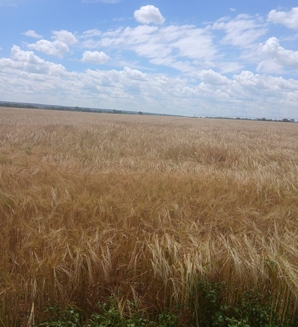 FarmSol Holdings tweet media