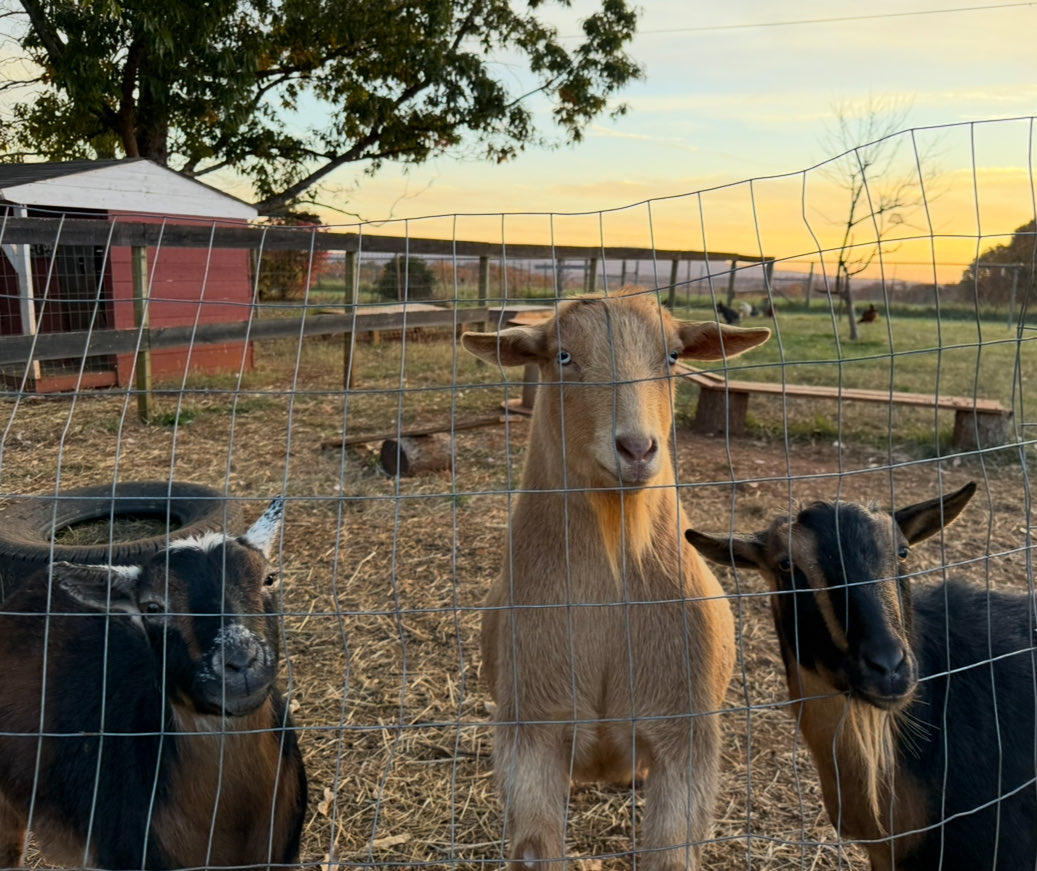 The boys wanted to say happy Friday to all!