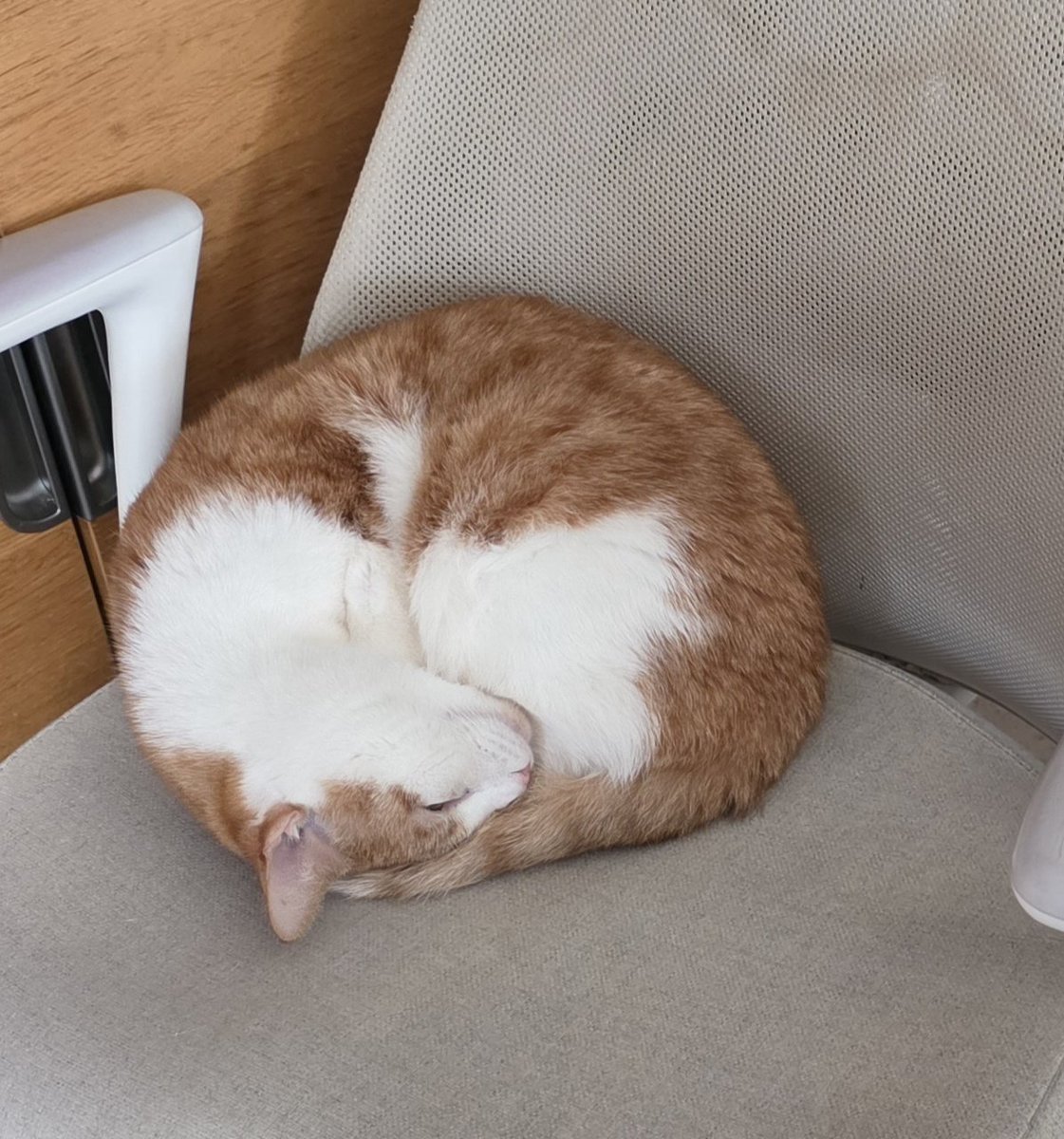 Sarah🍴is feeling Heated Rivalry withdrawl tweet media