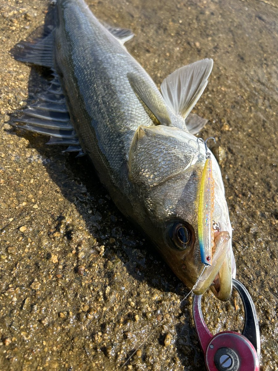 ori310Seabass's tweet photo. imaミッション3魚種達成！うれしい！
ポストめっちゃ光栄っす！😍
活躍してくれたルアーたち🎣いつもいい仕事してくれます🐟
#imaミッション
#アムズデザイン
#大野ゆうき
#アルデンテ70S
#アルデンテ70Sダンツァ
#Miniel35
#広島
#シーバス
#メバル
#チヌ https://t.co/TtoVVXuwYz