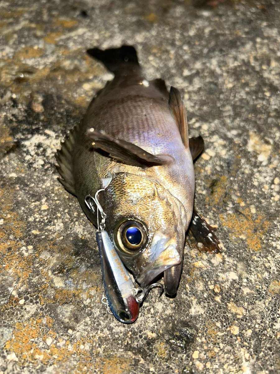 ori310Seabass's tweet photo. imaミッション3魚種達成！うれしい！
ポストめっちゃ光栄っす！😍
活躍してくれたルアーたち🎣いつもいい仕事してくれます🐟
#imaミッション
#アムズデザイン
#大野ゆうき
#アルデンテ70S
#アルデンテ70Sダンツァ
#Miniel35
#広島
#シーバス
#メバル
#チヌ https://t.co/TtoVVXuwYz