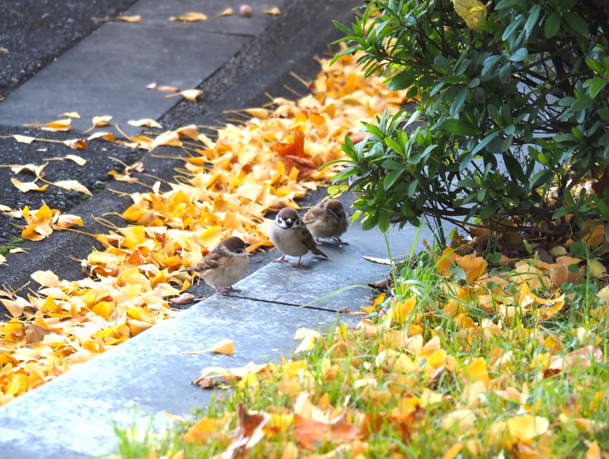 ちゅんちゅん (@chunchu0803) / Posts / X