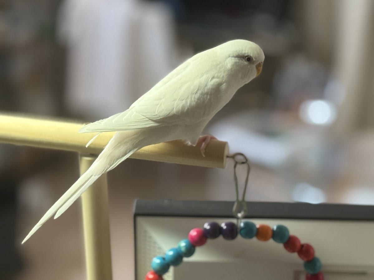 5VY8nC7QTq22806's tweet photo. #RT希望
セキセイインコを探してます
11/20(木)AM10：00大田区上池台の自宅から外へ逃げてしまいました。
色は白色、やや小柄、頭を振る、頭や肩にとまる、噛み癖有
大事な家族なので、保護、見かけた等、心当たりがありましたら是非コメント下さいませ😭

#セキセイインコ #迷いインコ #迷子 #迷子鳥 https://t.co/1HuyhXHPMD