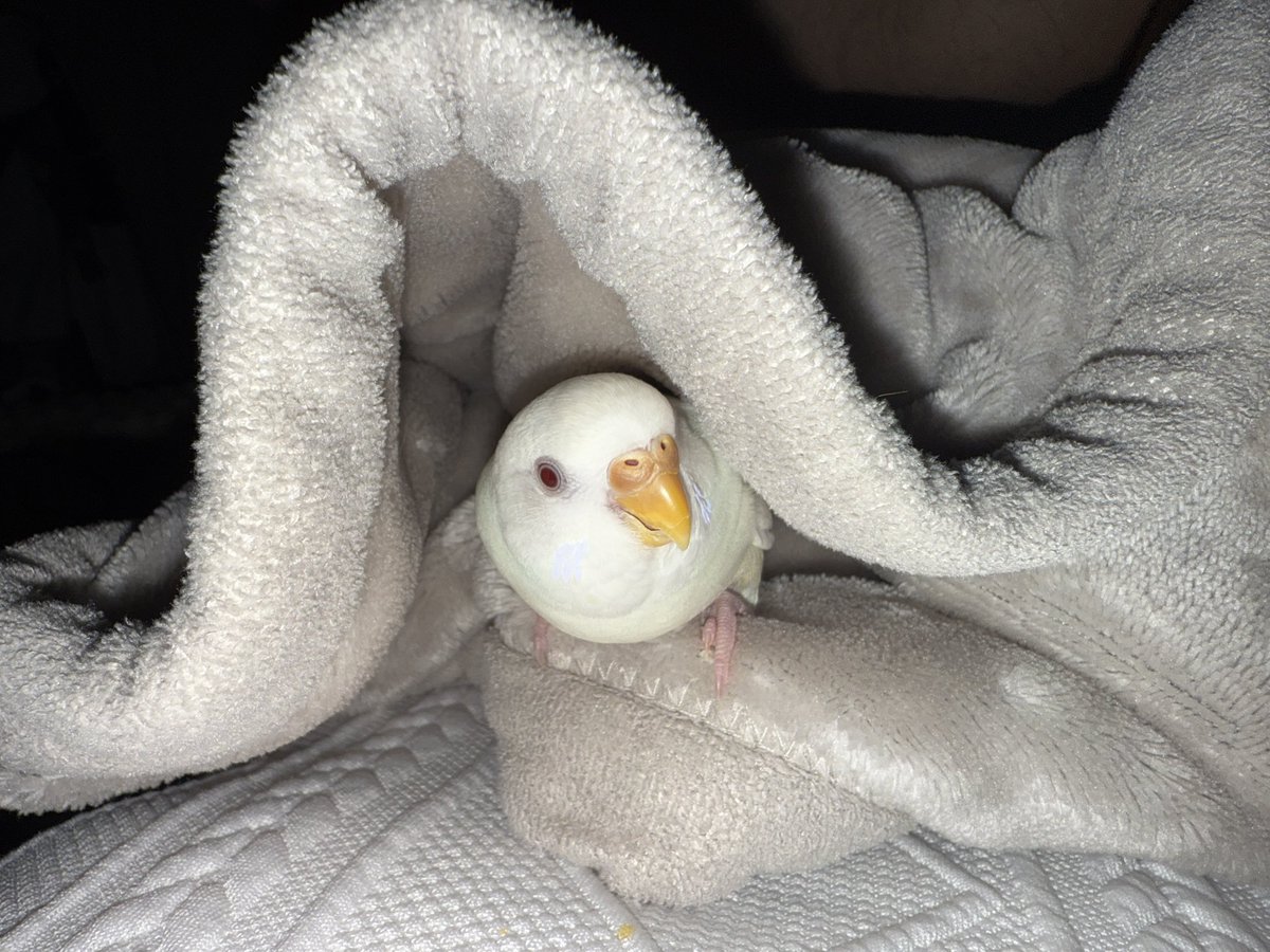 5VY8nC7QTq22806's tweet photo. #RT希望
セキセイインコを探してます
11/20(木)AM10：00大田区上池台の自宅から外へ逃げてしまいました。
色は白色、やや小柄、頭を振る、頭や肩にとまる、噛み癖有
大事な家族なので、保護、見かけた等、心当たりがありましたら是非コメント下さいませ😭

#セキセイインコ #迷いインコ #迷子 #迷子鳥 https://t.co/1HuyhXHPMD