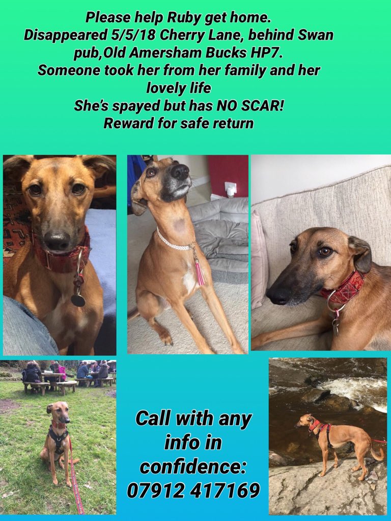 MissingPetsGB's tweet image. It&apos;s difficult to believe that nobody knows what happened to Ruby. We don&apos;t care who you are; please just call &amp;amp; let us know how she is.

Ruby disappeared on a walk in Amersham #Buckinghamshire on May 5 2018. Do you think you might have seen Ruby? Please contact🙏
#FindRubyFriday