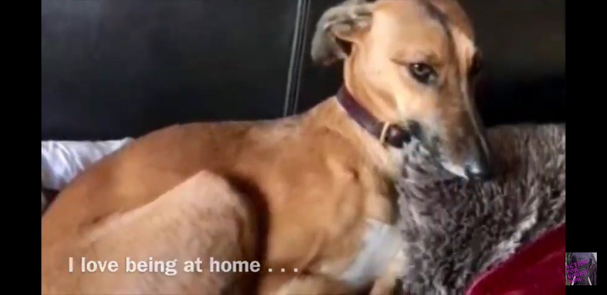 MissingPetsGB's tweet image. It&apos;s difficult to believe that nobody knows what happened to Ruby. We don&apos;t care who you are; please just call &amp;amp; let us know how she is.

Ruby disappeared on a walk in Amersham #Buckinghamshire on May 5 2018. Do you think you might have seen Ruby? Please contact🙏
#FindRubyFriday