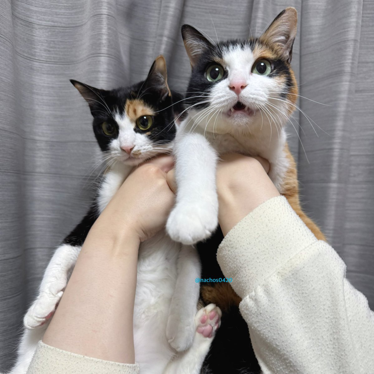 ナツ👕🌼スイ💎✨ (@nachos0420) / Posts / X