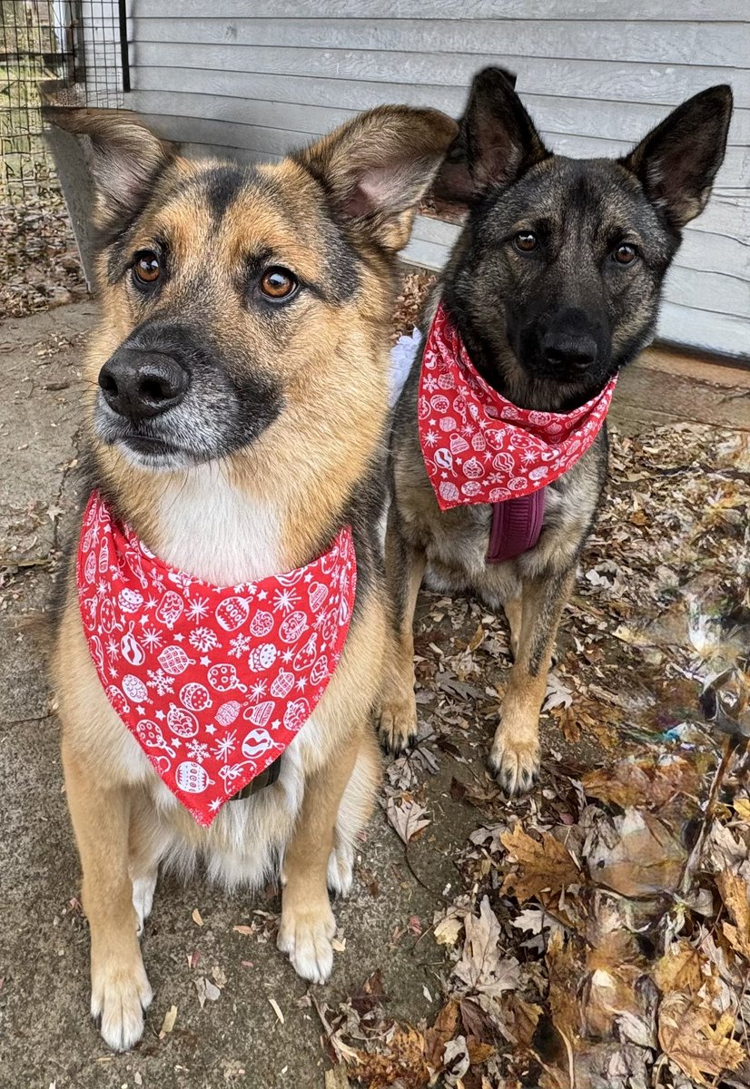 DebieColtsGirl's tweet image. Today is #FreeFriday. Feel free to share any photo that you like.