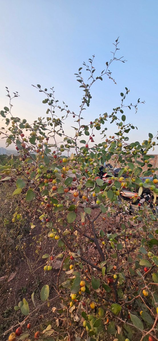 Aamadamiparty06's tweet image. #NaturePhotography ​#FruitTree
​#OutdoorLife​#NaturalBeauty