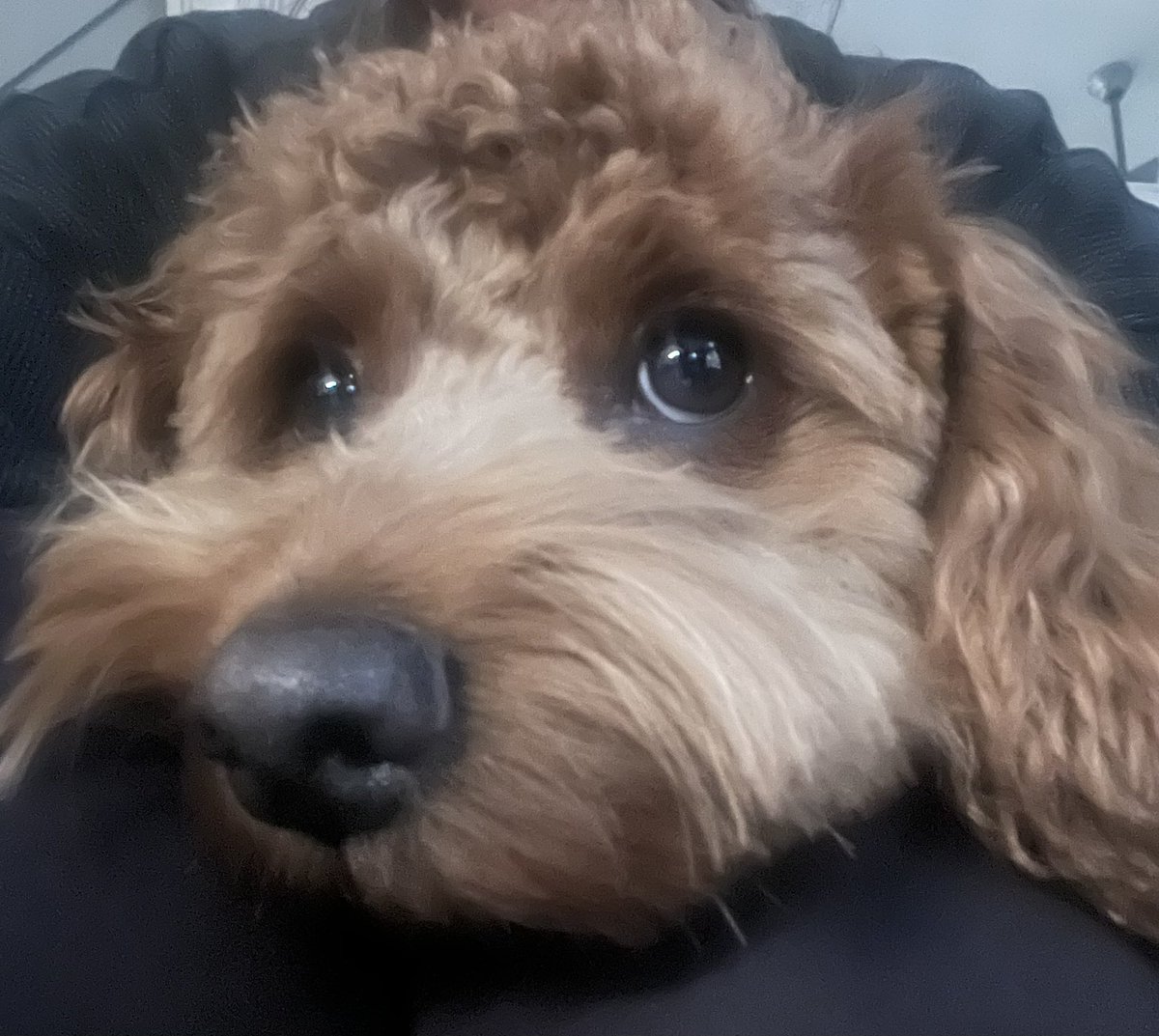 Looks like Cooper has the Monday blues. I’m trying to tell him it’s Friday! Have a great weekend!