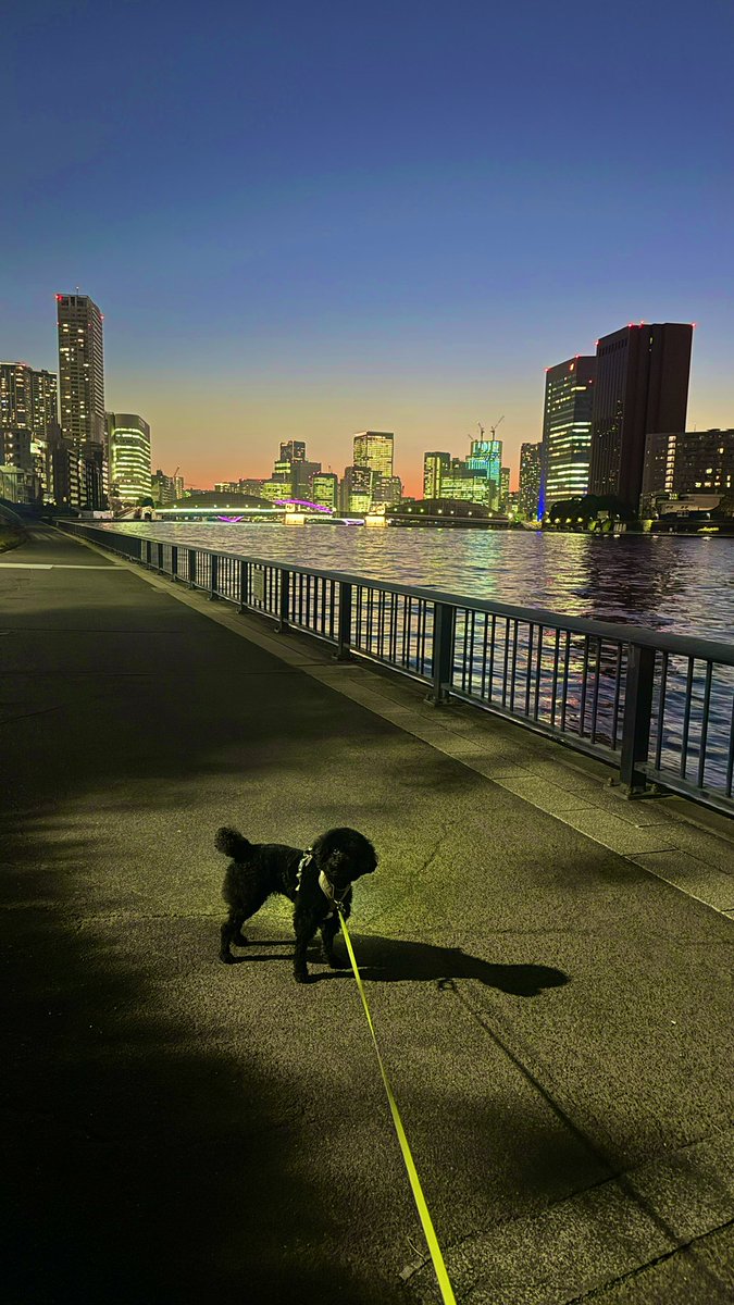 夕暮れ散歩してきたよー