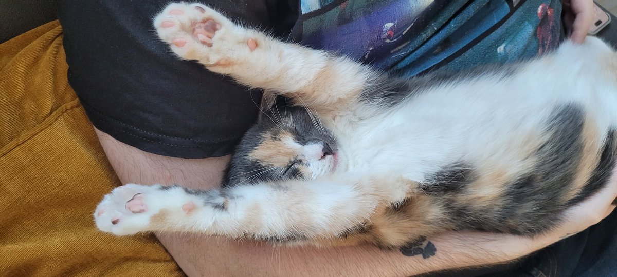 This is how my cat sleeps.. 😂