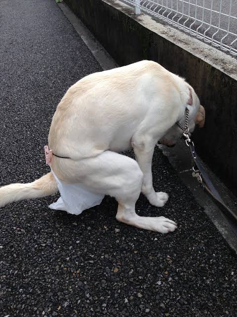 sonnyaonnyanko's tweet image. 盲導犬のオシリにぶら下がってる
この袋 なんだか 解りますか

盲導犬用の排泄ベルト

ユーザーが 処理しやすい様に
ベルトを装着し袋の中に排泄させる

これが盲導犬の排泄です

盲導犬肯定派の方々
10年間 この排泄ベルト装着して
同じ様に排泄してくださいね
#盲導犬制度廃止