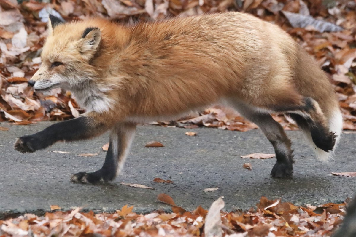 ttt_zegu952's tweet image. ぬきあし　さしあし　きつねあし