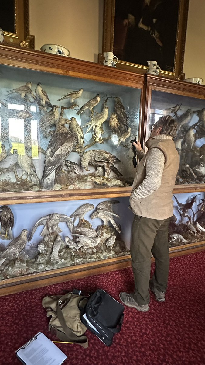 Bfbirdsofprey's tweet image. At the beautiful @EnglishHeritage Audley End House, helping identify birds of prey in their taxidermy collection.