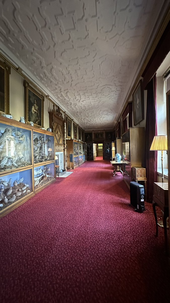 Bfbirdsofprey's tweet image. At the beautiful @EnglishHeritage Audley End House, helping identify birds of prey in their taxidermy collection.