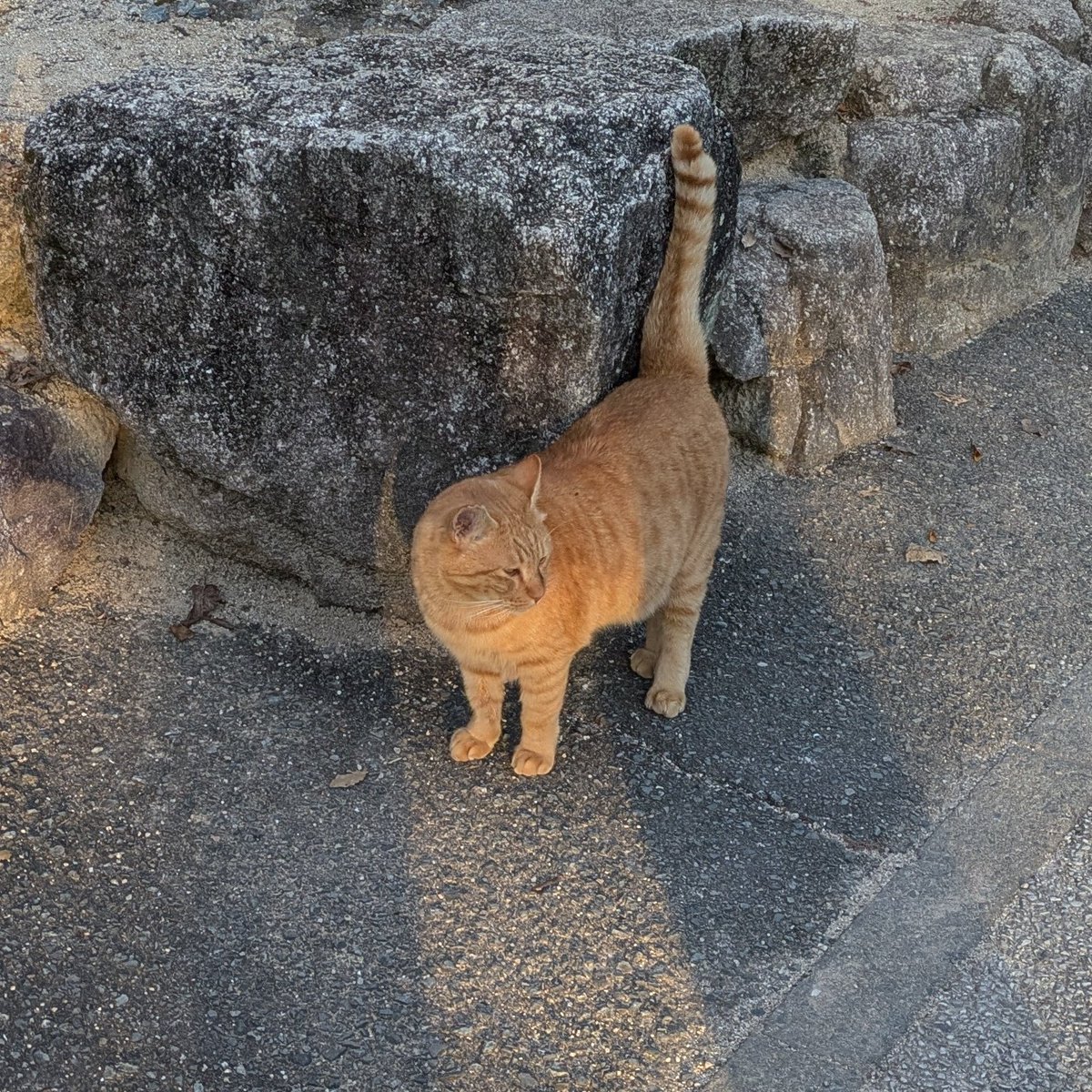 太宰府天満宮行ってきた
にゃんこいた🐾